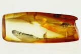 Detailed Fossil Bark Beetle (Scolytinae) in Baltic Amber #335653-1